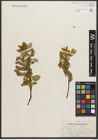 Foto von Salix pyrifolia Andersson